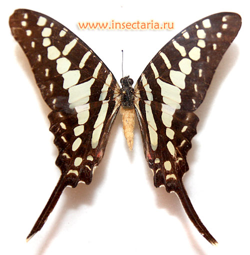 Графиум полиценес (Graphium polycenes)